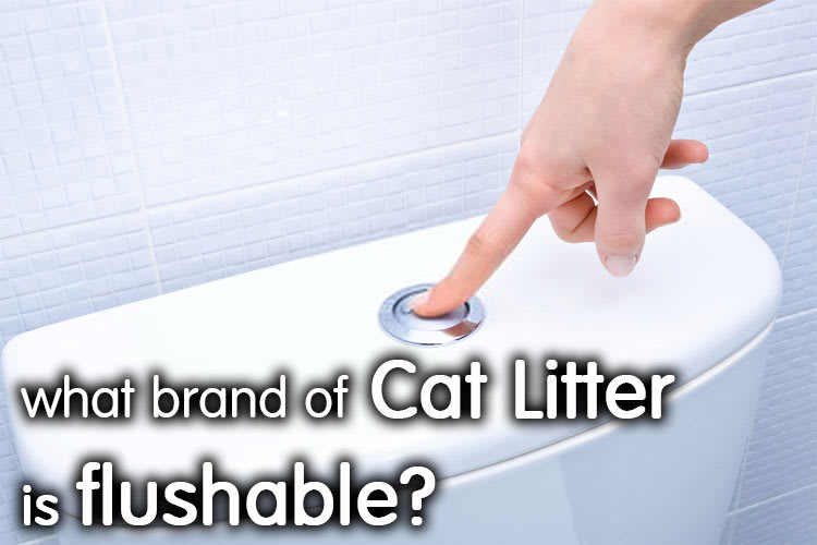 What Brand of Cat Litter is Flushable? | ECO Friendly