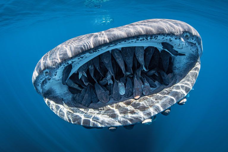 About 50 Remora fish nestle inside the mouth of a Giant Whale Shark