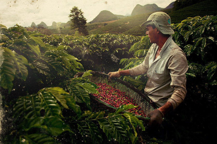 Brazilian Coffee: Story behind the cup