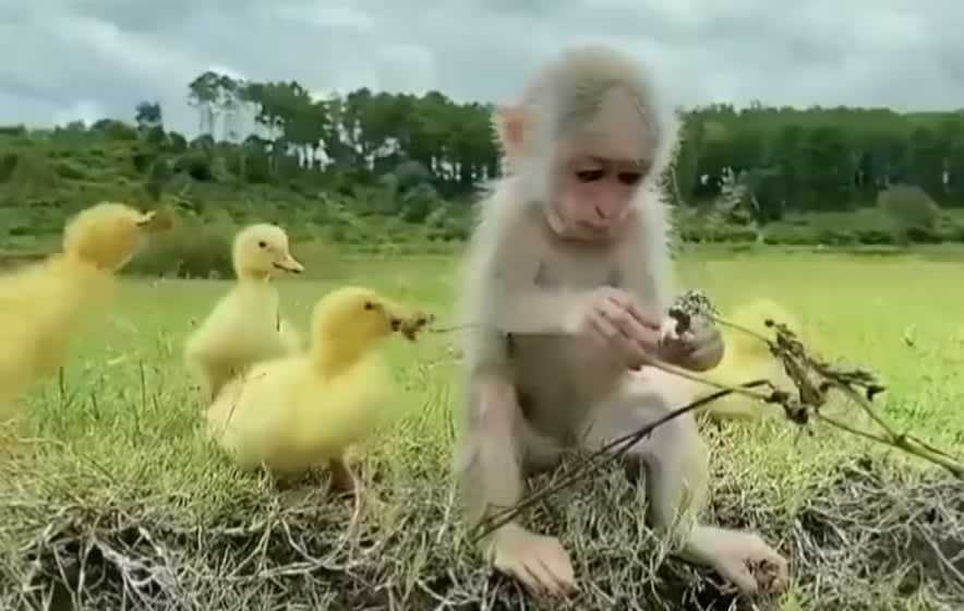 A monkey hanging out with his duck friends