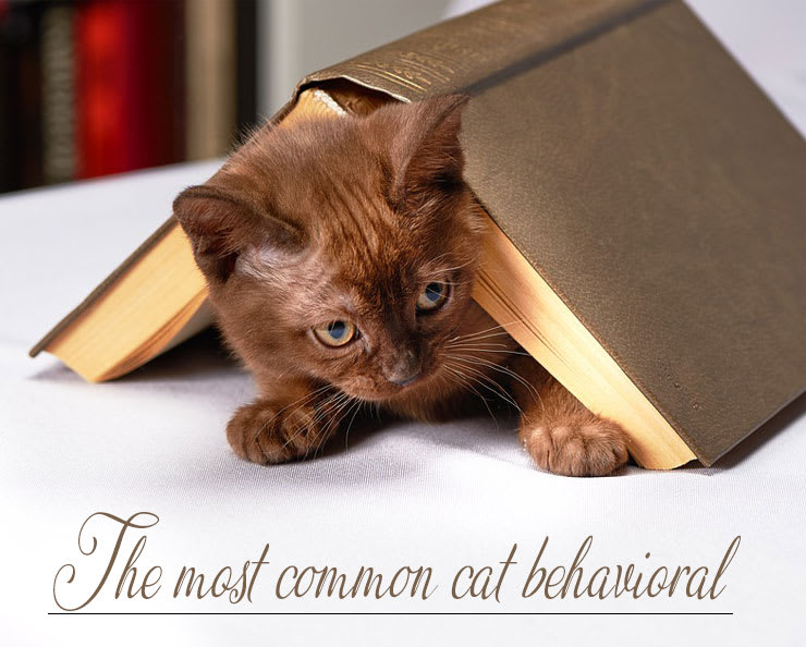 The most typical cat behavior problems