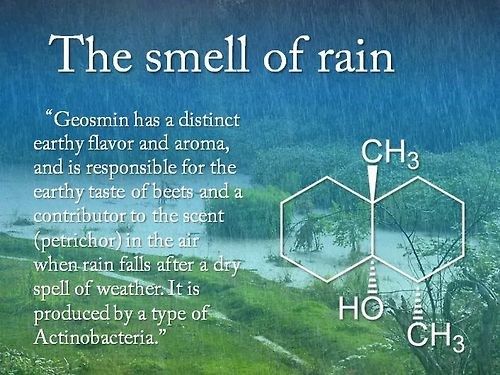 What Is That Rainy Day Smell?