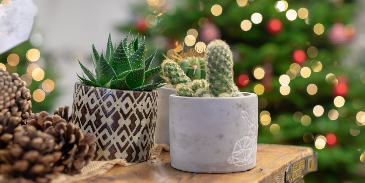 This is the most popular Christmas plant (and it's not poinsettia)