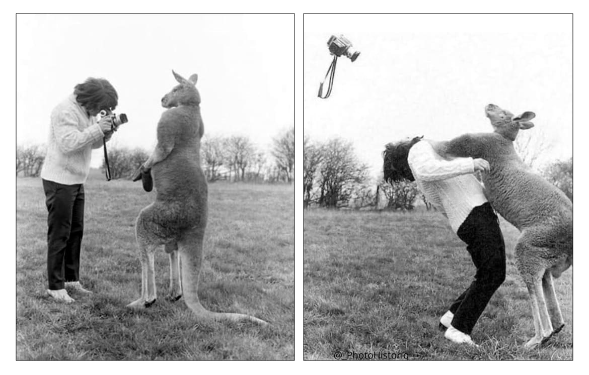 Photographer, John Drysdale, getting punched in the face by a kangaroo. (1962)