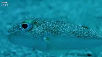 The Puffer fish is one of the greatest artists under the sea!! (Credits:BBC Earth)