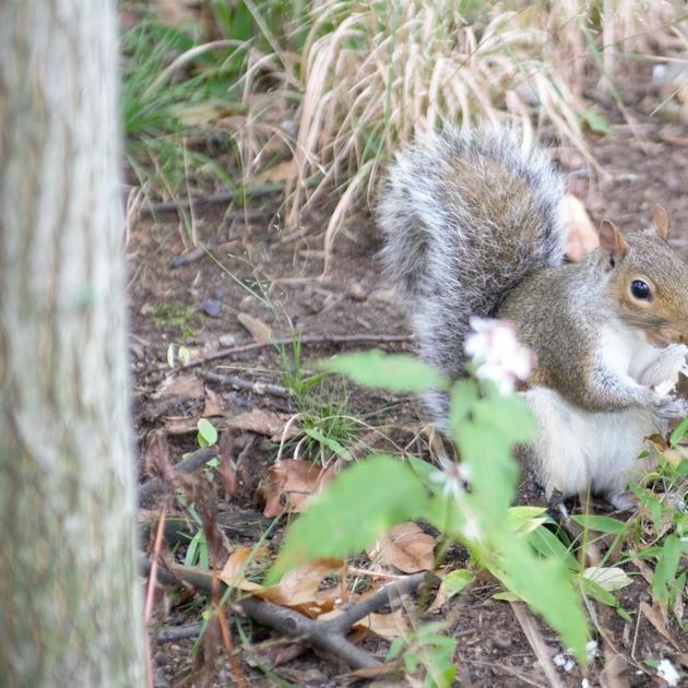 Why counting Central Park's squirrels isn't nuts