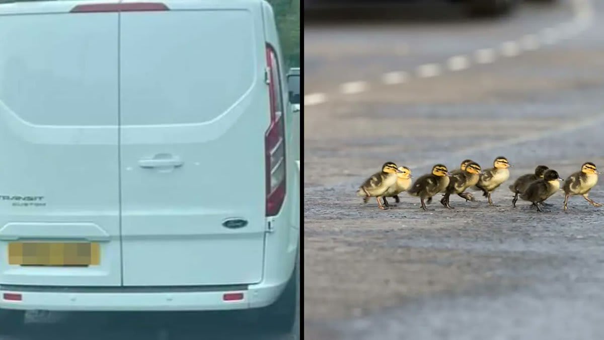 🔔 | A man has handed himself in to police after a white van ran over some ducklings. More below: