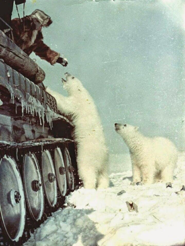 A Soviet tank crew feeding polar bears sometime during the 1950’s