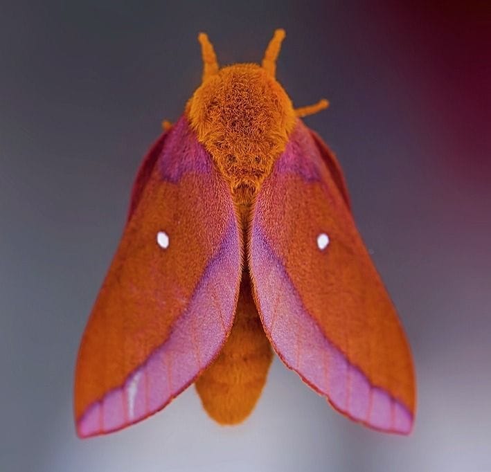 anisota virginiensis pink-striped oakworm moth location: north america
