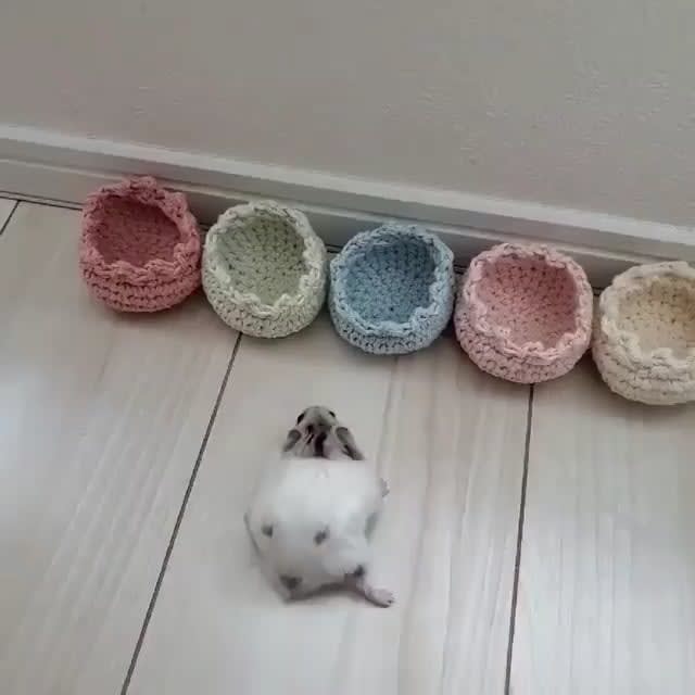 Tiny Beds for a Tiny Hamster