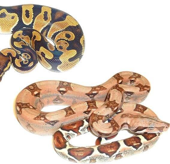 Differences Between Ball Pythons And Boas