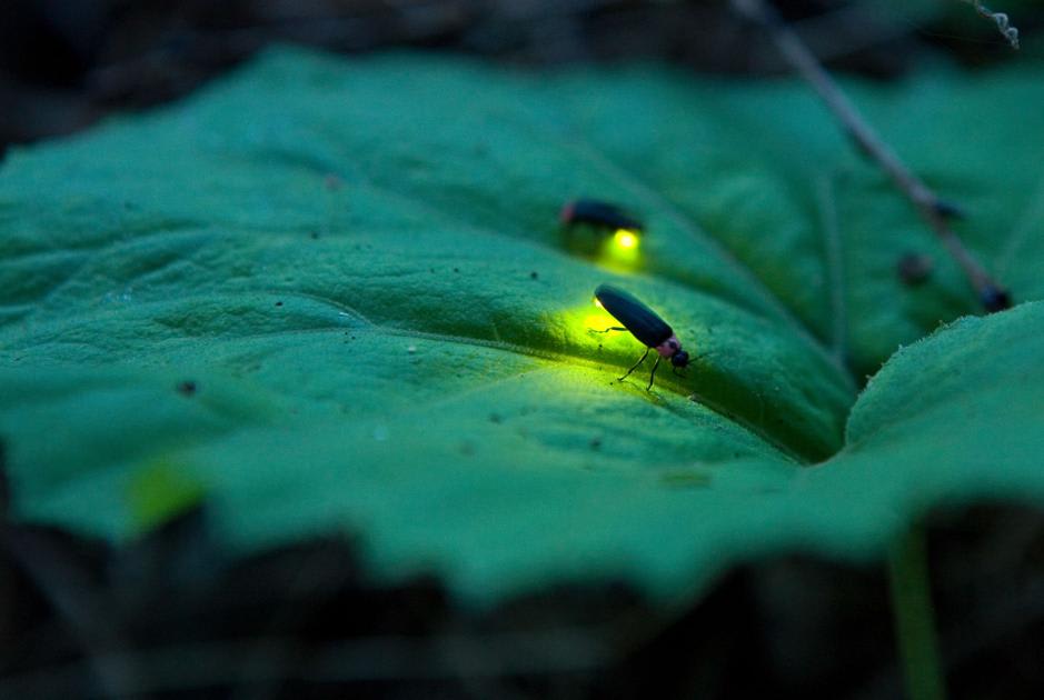 Fireflies are facing extinction due to habitat loss, pesticides and artificial light