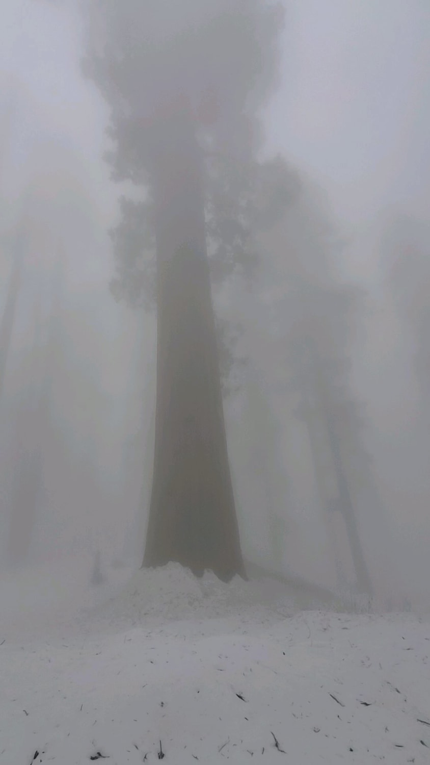 Hiking among the giants in the fog, in Sequoia National Park
