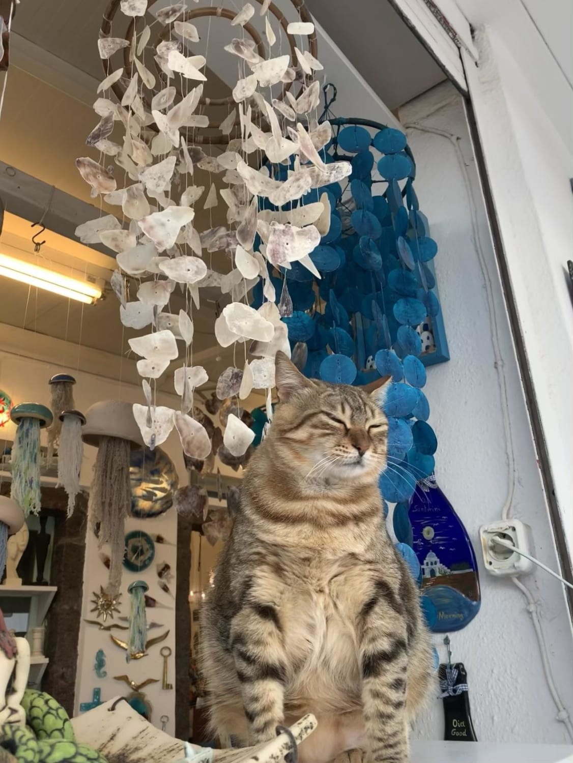 This shopkeeper cat in Santorini