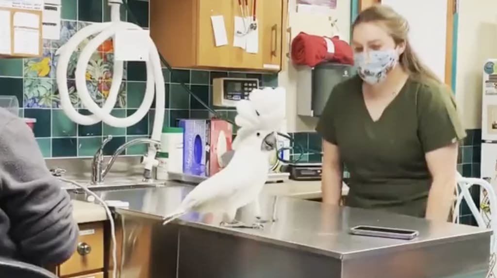 A Cheerful Umbrella Cockatoo Shows Off His Smooth Moves While Dancing With the Veterinary Staff