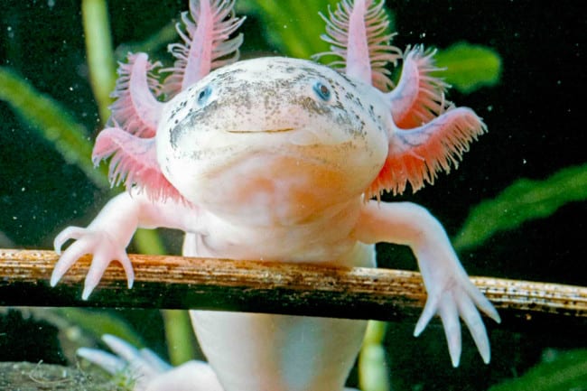 What the Axolotl's Limb-Regenerating Capabilities Have to Teach Us