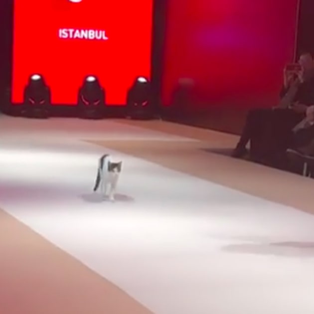 This stray cat who crashed a fashion show is my favorite supermodel