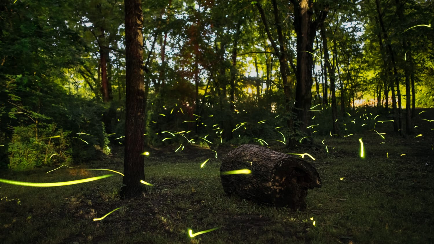 Long exposure of fireflies in my back yard