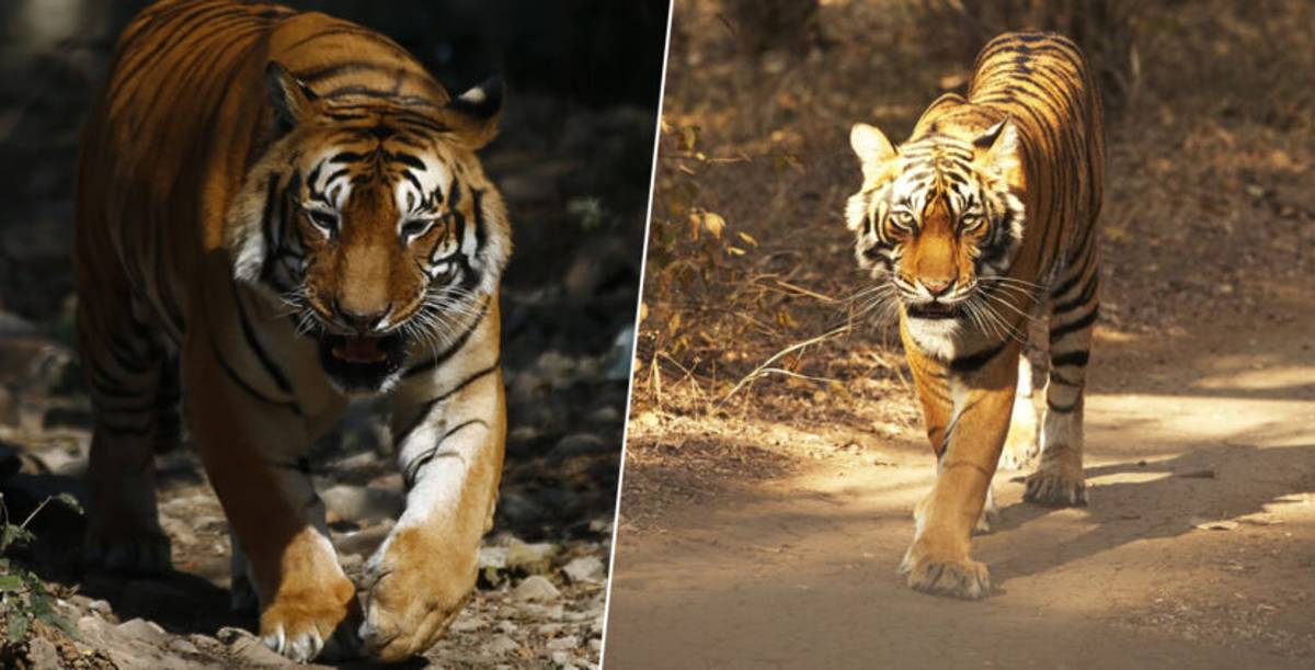 Tiger Has Now Walked More Than 1,000 Miles In Search For Sex