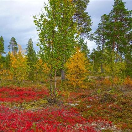 Autumn in Finland: an alternative fall foliage tour