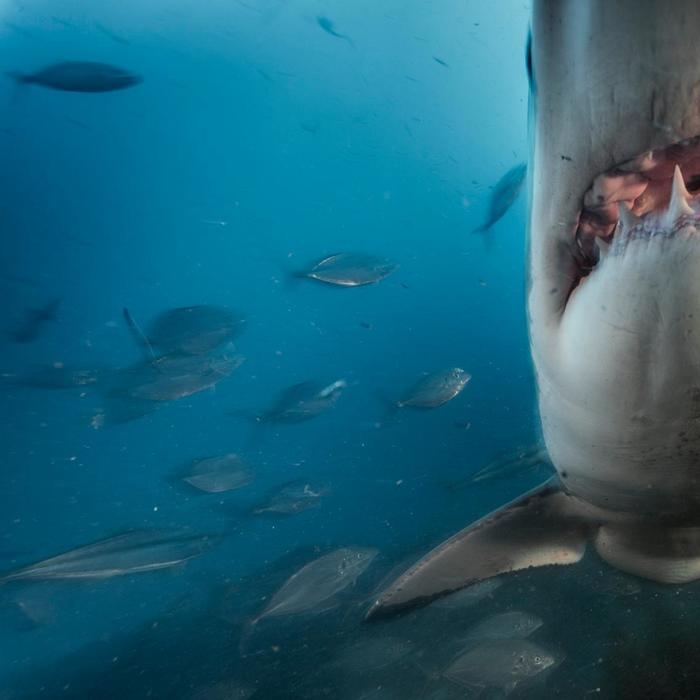Why Are We Afraid of Sharks? There's a Scientific Explanation.
