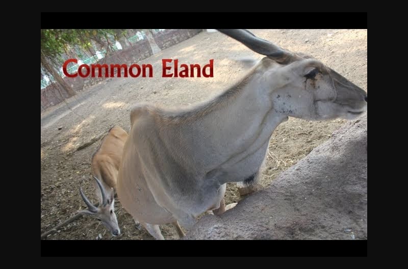 So Cute Common Eland - Baby Animals Are Awesome