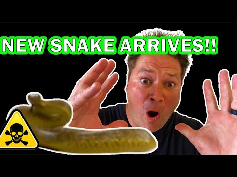 DEADLY AUSSIE SNAKE ARRIVES!!! I announce winners of JIM GREEN boot giveaway!
