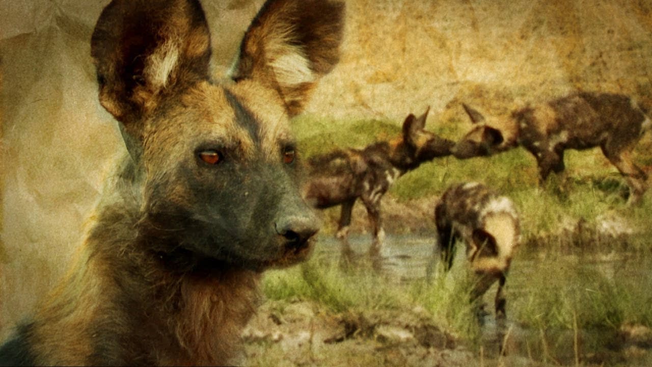 How Pack Mentality Ensures These Wolves' Survival | BBC Earth