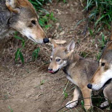 DNA of wolf declared extinct in wild lives on in Texas pack
