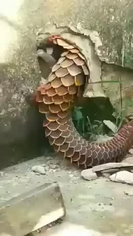 Pangolins are crazy looking and very powerful diggers.