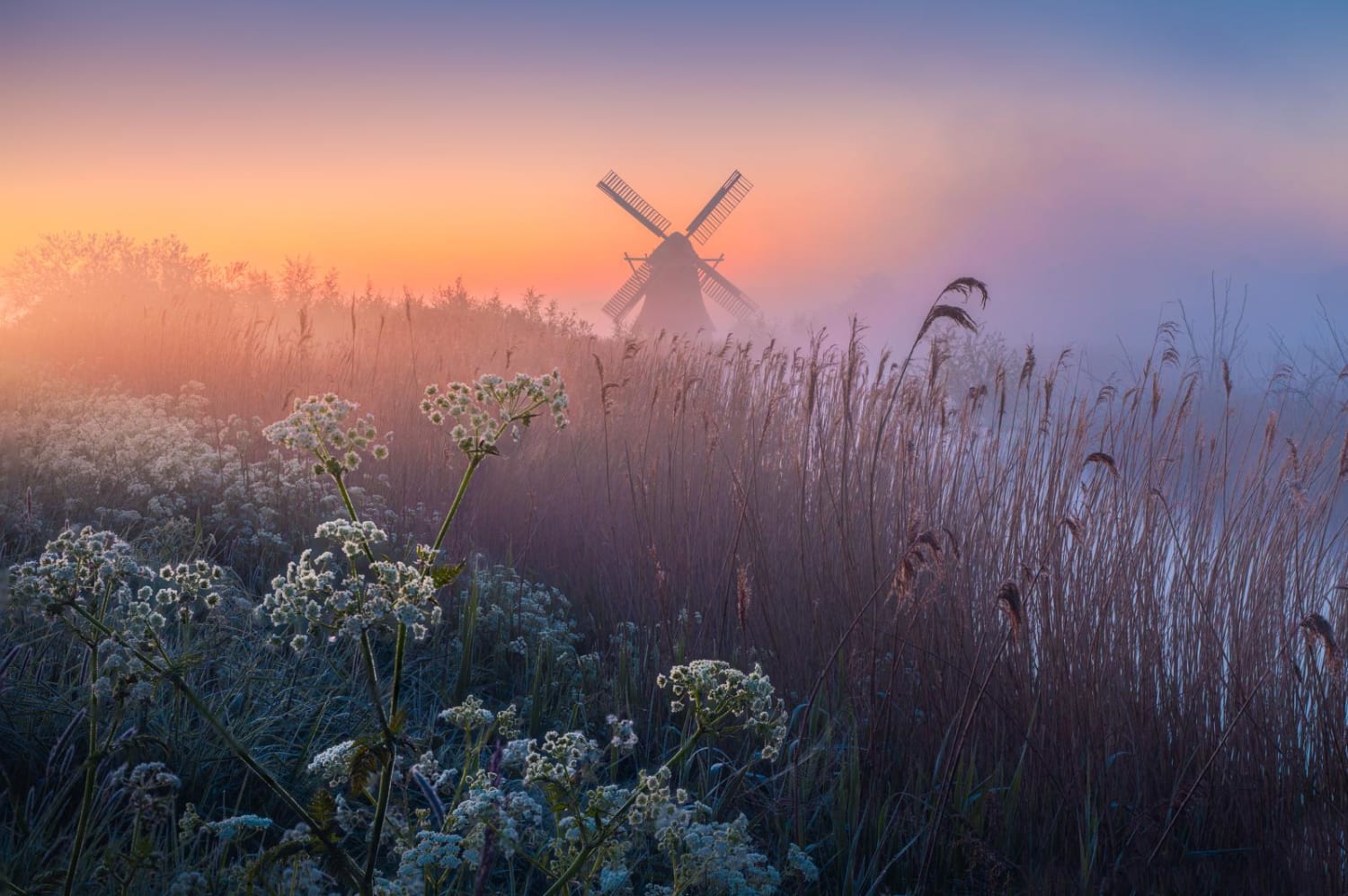 Windmill in the early morning fog