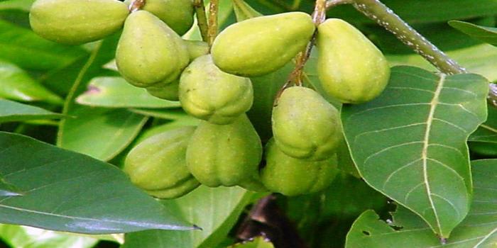 Haritaki (Harad), A Miraculous Herb That Gives Several Benefits to Our Health