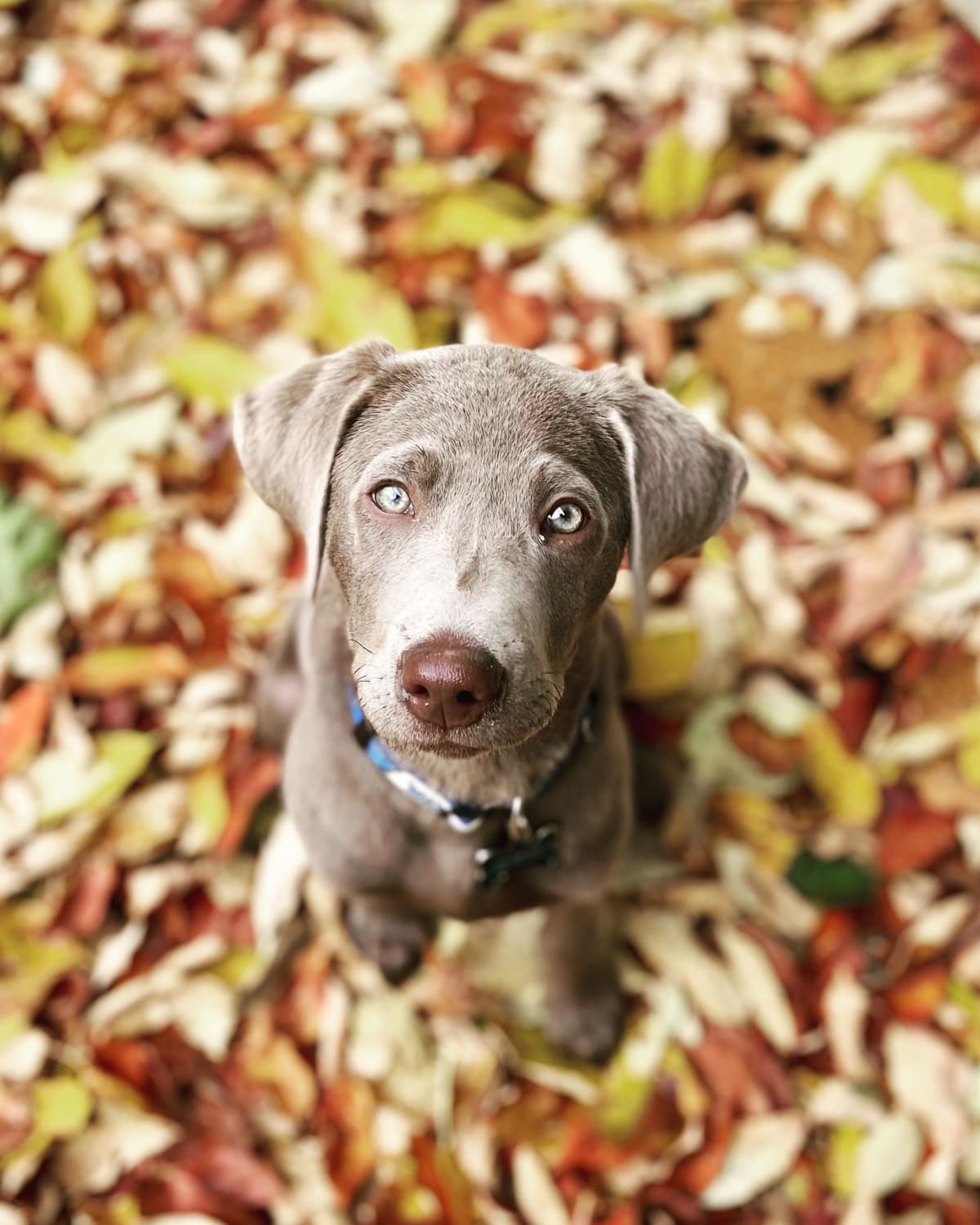 ITAP of my pup in some newly fallen leaves.