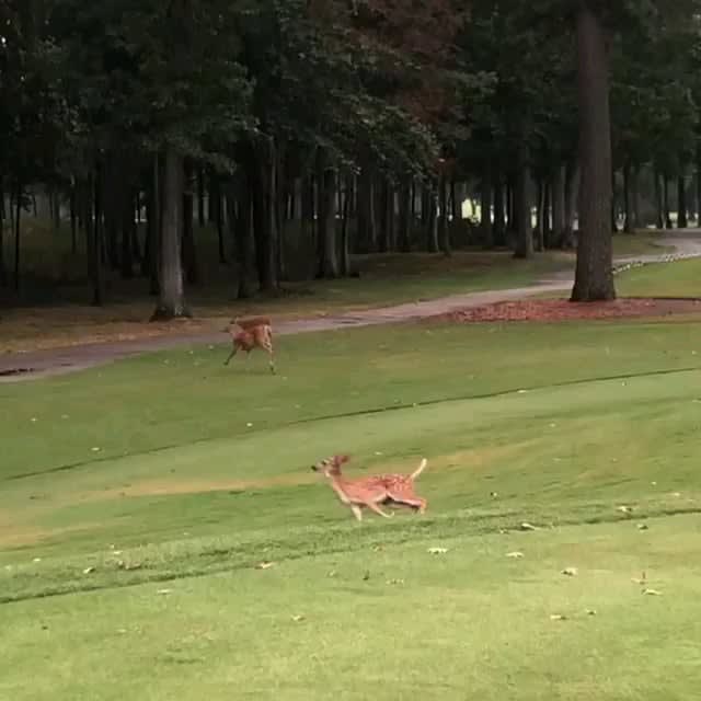 Playful deer running around a Virginia golf course this morning 🖤