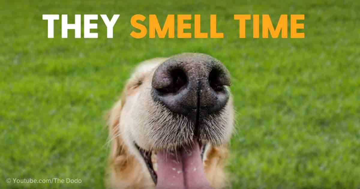 Did You Know Dogs Can Smell Time?