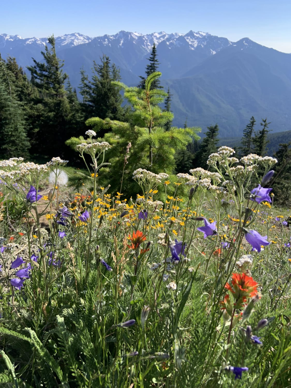 Beautiful wildflowers on the top of Hurricane Ridge, Washington.