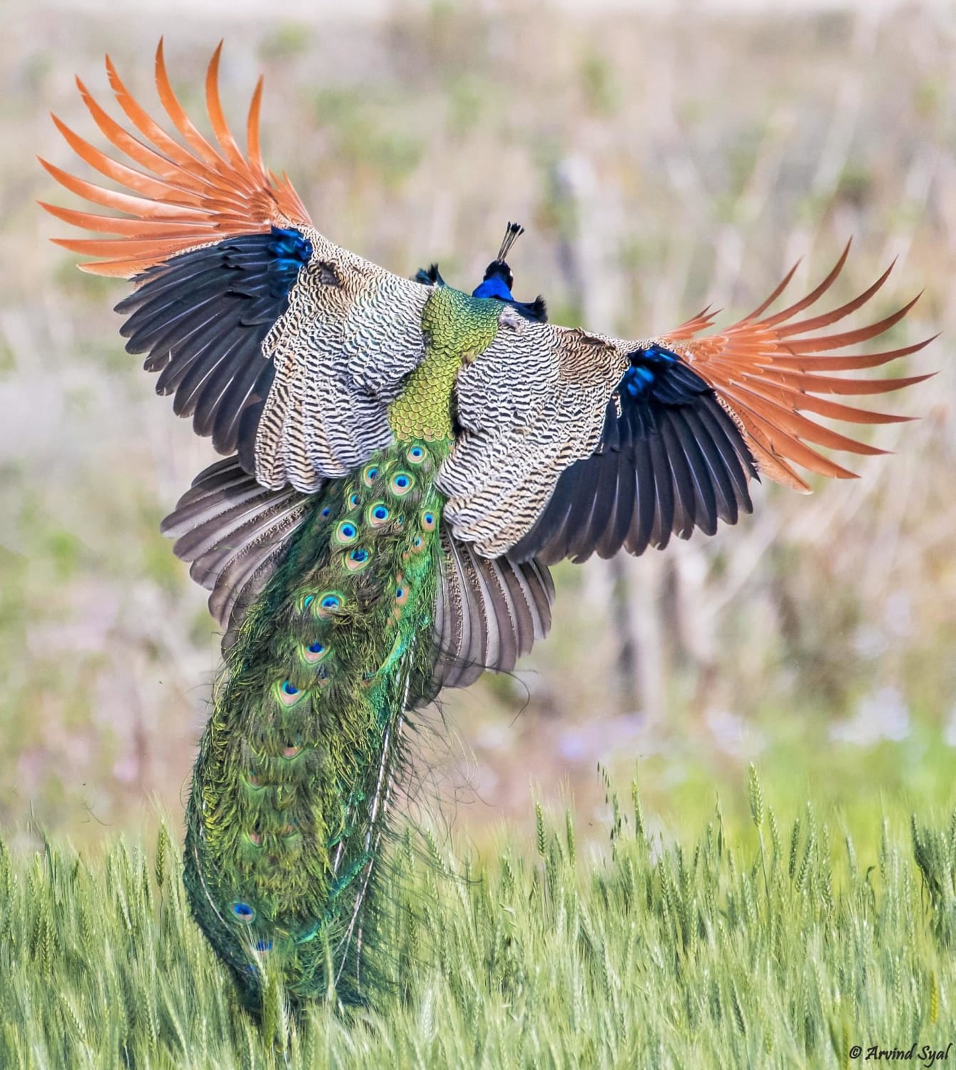 stunning Indian Peafowl taking flight, by A Syal