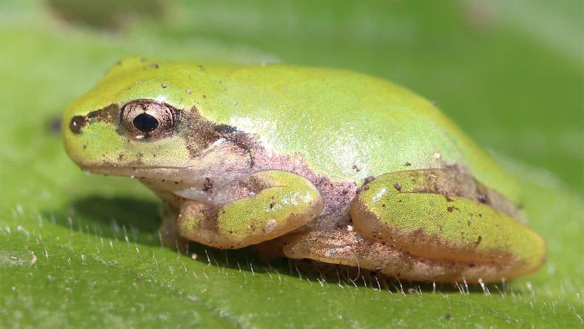 TIL Frogs can’t vomit. If it eats something bad, it throw out its entire stomach. This is called full gastric eversion. The frog then wipes the stomach hanging out of its mouth with its front feet to remove any stray bits. Then it packs the whole thing back into its body.