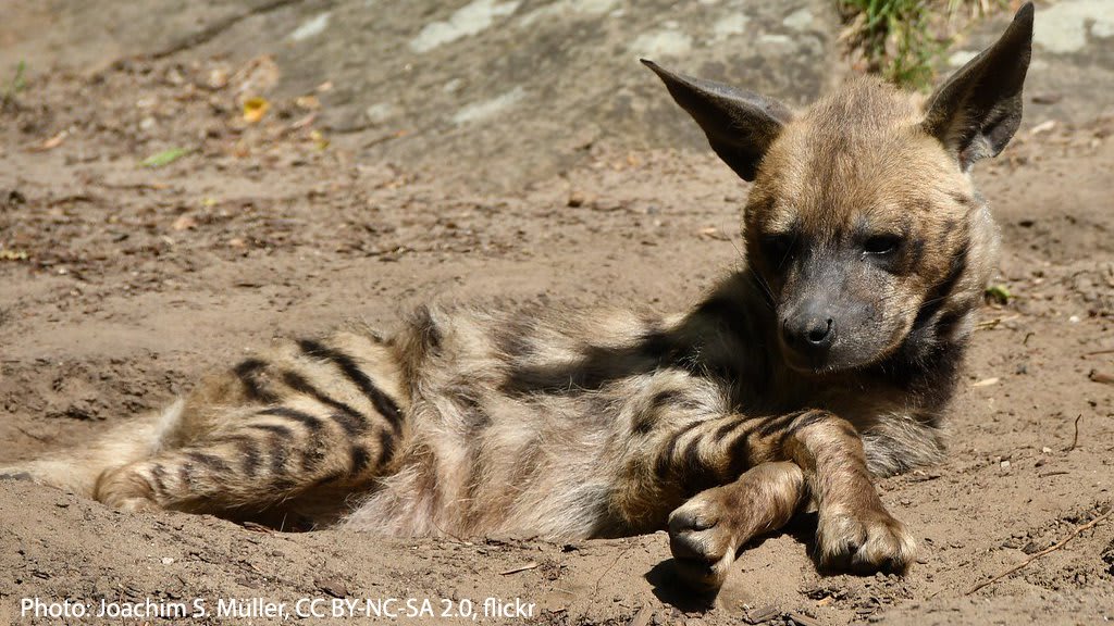 Monday mood? The striped hyena can relate. Fun fact: neither a cat nor a dog, the hyena belongs in its own family, Hyaenidae! Its closest relatives include the meerkat & the mongoose. This scavenger inhabits savannas, scrublands, & semi deserts in parts of Africa & India.