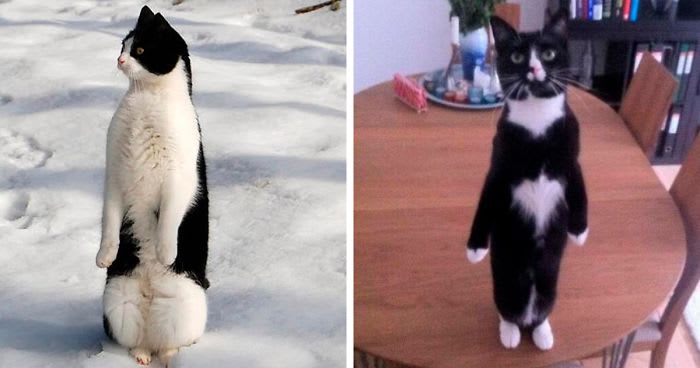 30 Cats Who Decided To Pretend To Be Penguins