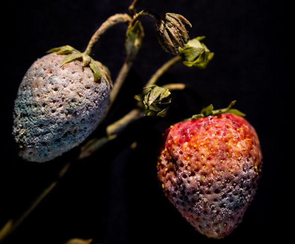 Feast Your Eyes on These Delicate Glass Models of Decaying Fruit