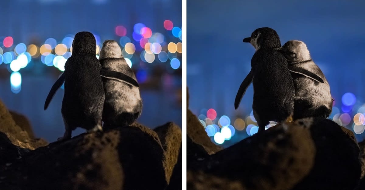 Heartwarming Photos Capture Two Penguins Comforting Each Other at Night