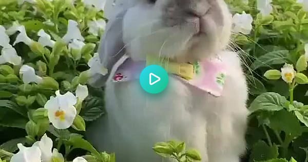 Garden Bunny