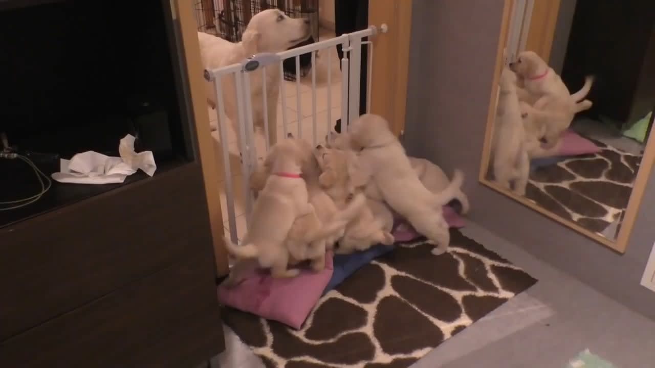 Mom Dog teaches her 8 weeks old puppies to be calm...