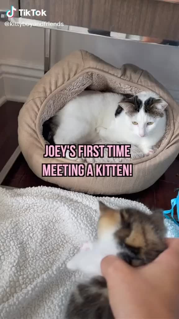 Joey meets a kitten