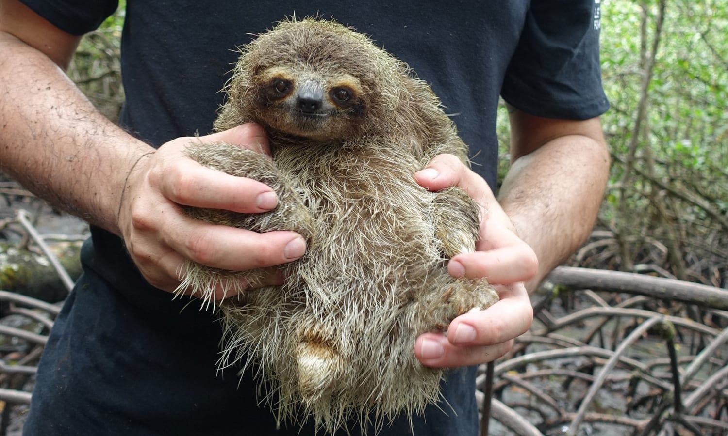 TIL of the Pigmy Three-Toed Sloth on the Panama island of Escudo will only eat the leaves of Red Mangrove trees which contain a fungus with a chemical profile similar to Valium, leaving the sloths in what seems like a life-long high from their main diet