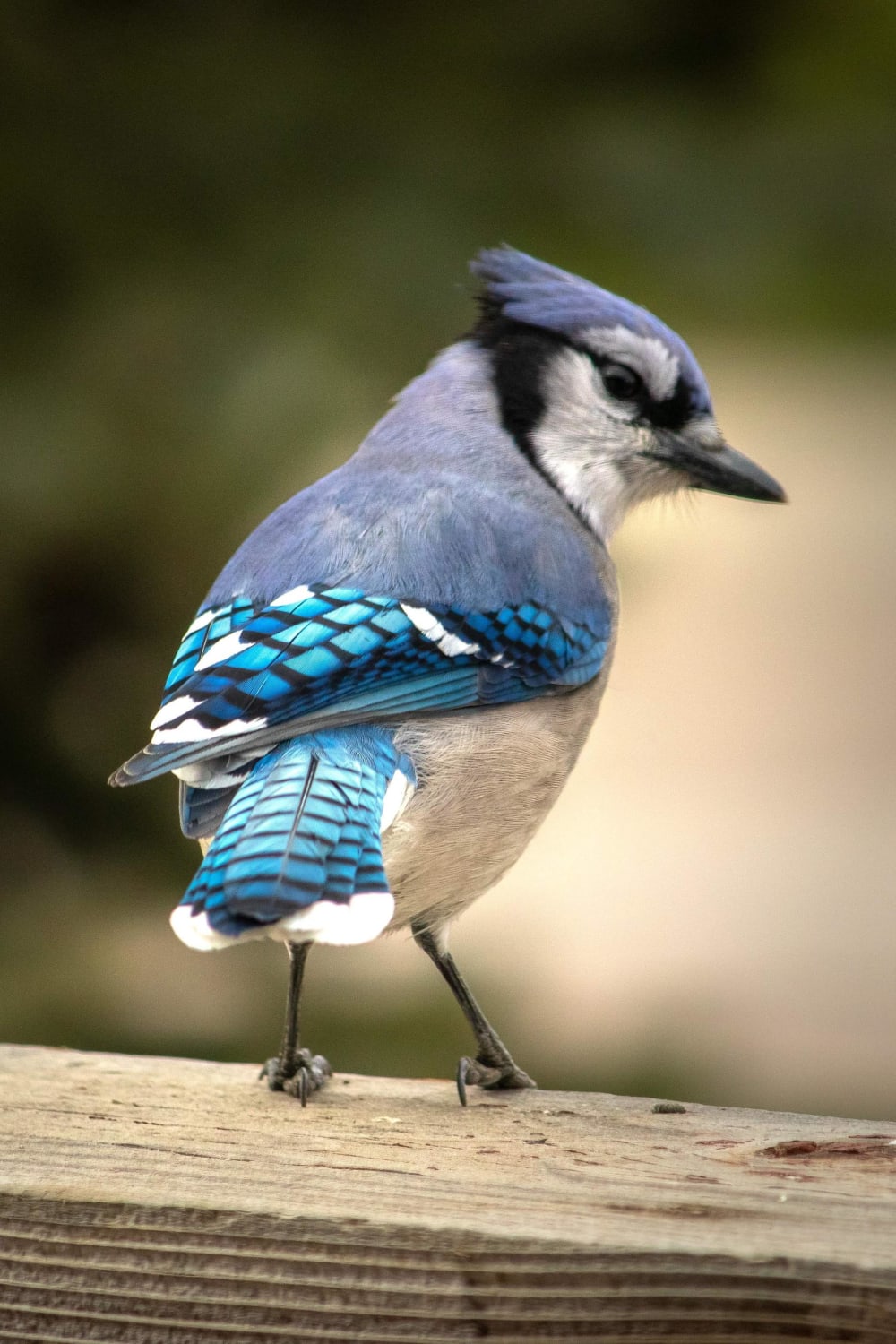 The wings of a Blue Jay