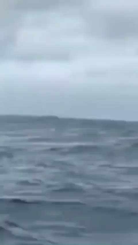 Humpback whale breach, hard to imagine that a blue whale is double the size.
