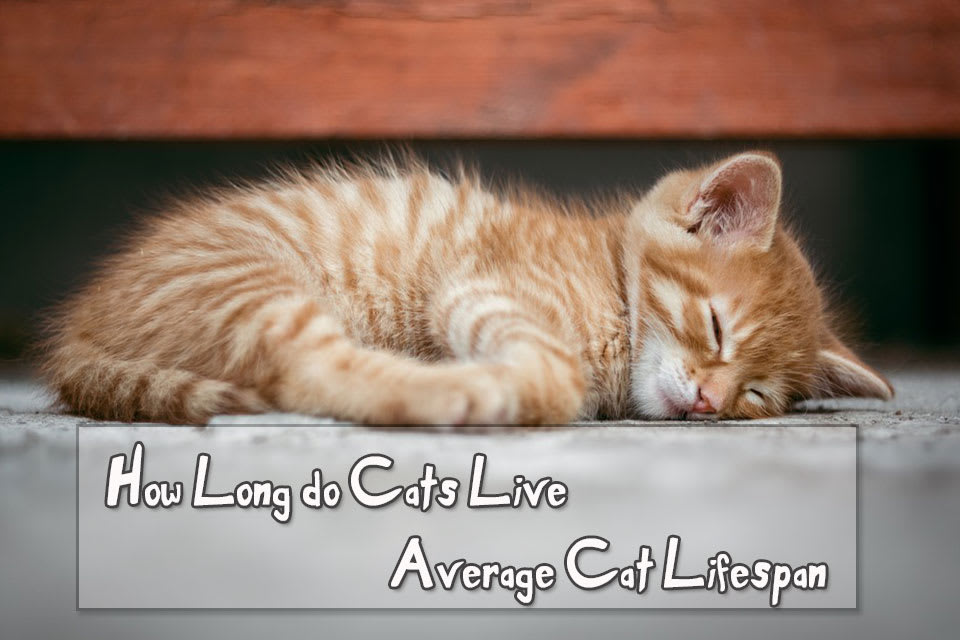 How Long do Cats Live - Average Cat Lifespan