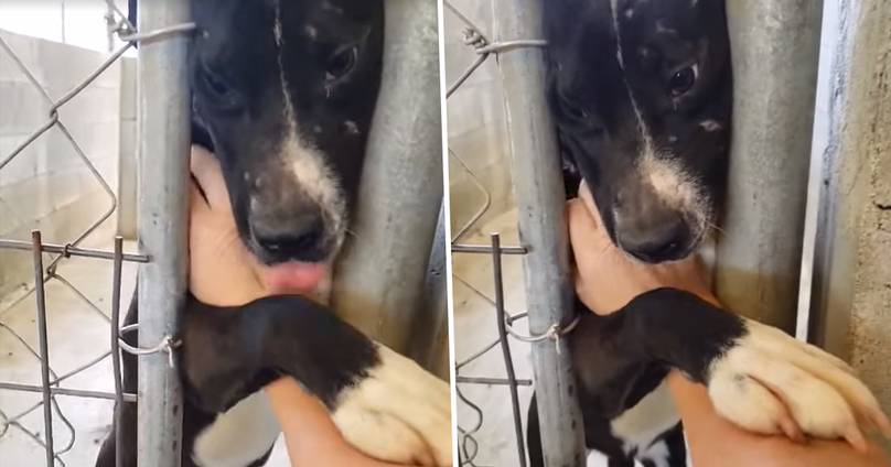 Alabama Shelter Dog Wants To Hold Hands With Anyone Passing By